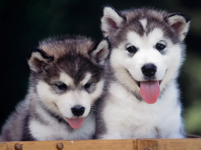 17 Reasons You NEED a Pomsky