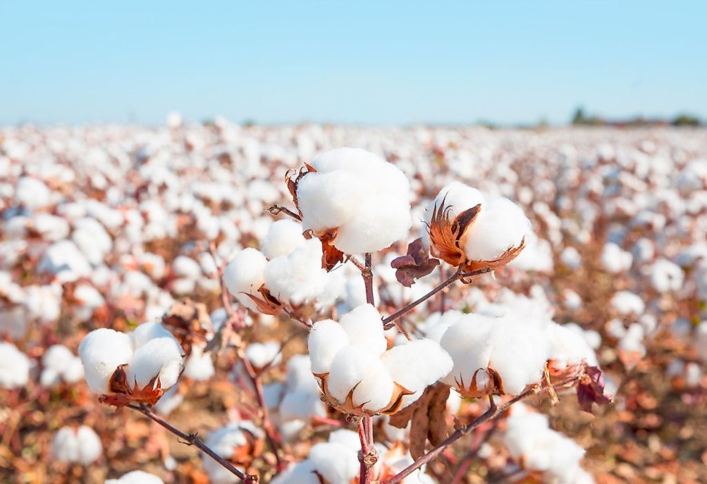 World Cotton Day
