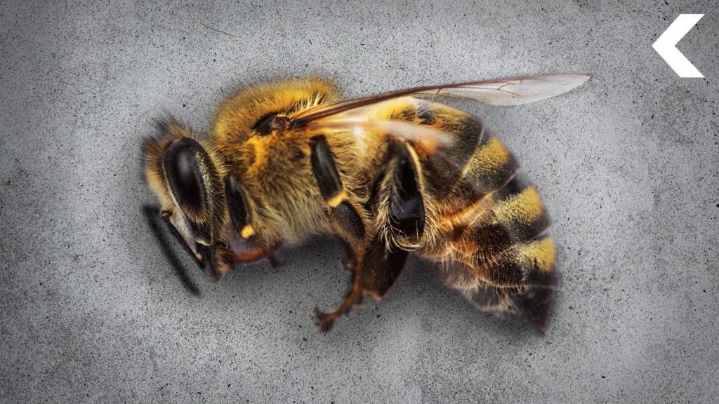 Disappearance Of Honeybees
